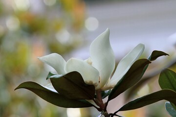 White Magnolia grandiflora flower close-up in summer in the park