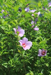 Pink Hibiscus syriacus flowers on branches with green leaves