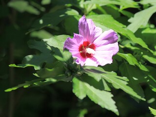 Pink Hibiscus syriacus flowers on branches with green leaves