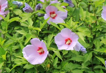 Pink Hibiscus syriacus flowers on branches with green leaves