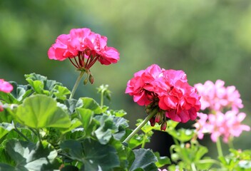 Pink geranium flowers in the park in summer - obrazy, fototapety, plakaty