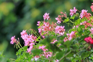 Pink geranium flowers in the park in summer