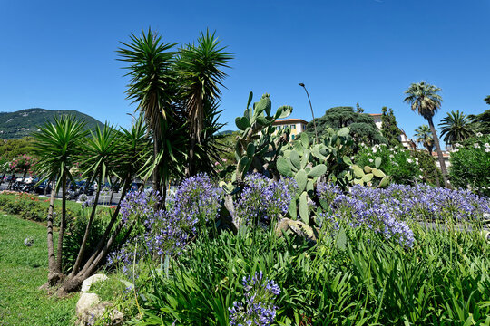 African lily, Agapanthus africanus, flower of the Agapanthaceae family originating in South Africa
