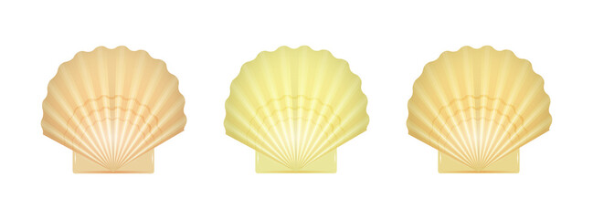 Scallop shells set vector illustration