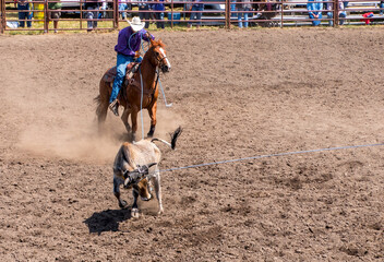 A Rodeo cowboy has roped the back legs of a calf. in a team roping completion. Another rope has...