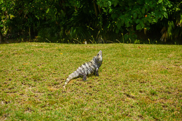 Iguana lizard in ancient ruins of Maya in El Rey Archaeological Zone near Cancun, Yukatan, Mexico