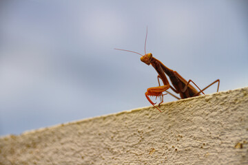 Mantis en el muro