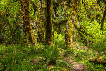 Moss-covered trees above an open forest floor with ferns in a lush, verdant old-growth forest - Hoh...