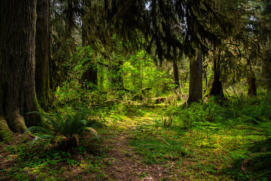 A sunlit clearing in a lush green old growth forest landscape with ferns and moss-covered trees in Hoh Rain Forest, Olympic National Park, Washington