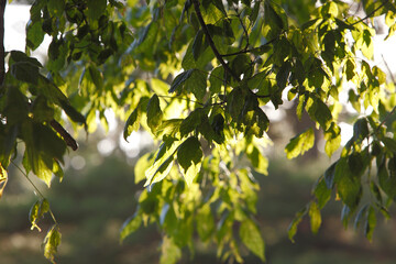 Green leaves backlit by the morning sun