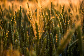 Obraz premium Spikelets of wheat growing at sunset. Soft sunlight falls on fresh leaves of cereals.