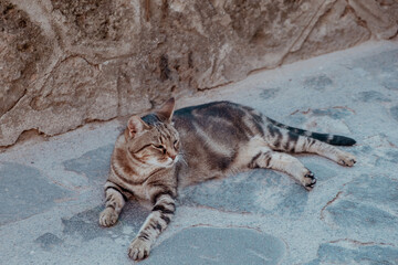 Spotted cat rests at sunny summer day in the cobblestone courtyard with old stone building in background