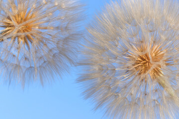 Beautiful two lush flowers Dandelions on a background of clear blue sky. Close up of fluffy...