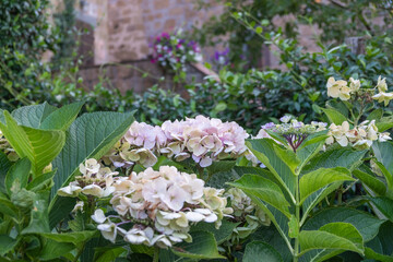 Gorgeous blooming hydrangea bushes in the courtyard in front of an ancient house