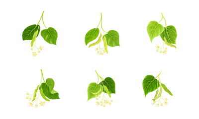 Twig of Linden or Tilia Cordata Blossom with Small Yellow Flower Clusters and Drupe Vector Set