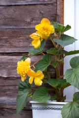 Bright yellow big flowers of tuberous begonias in brown flowerpot close up. Ornamental flowering begonia hanging in pot on stone wall background, summer