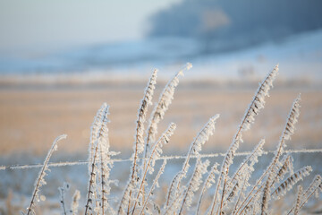 Fototapeta premium Frosty weeds beside a barbed wire fence in the snowy winter