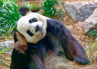 Lazing About © Thomas Haslinger