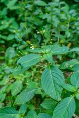 Small Balsam, Impatiens parviflora .