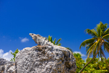 Iguana lizard in ancient ruins of Maya in El Rey Archaeological Zone near Cancun, Yukatan, Mexico