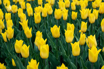 Obraz premium Yellow tulips with vivid green leaves, flowers field close-up with blurred background. Vibrant botany blooming in spring