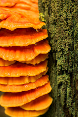 A stack of orange fungi hangs from the side of a moss-covered tree as water droplets form on the edges of the fungi.
