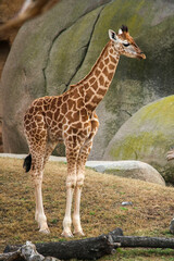 Small giraffe standing alone