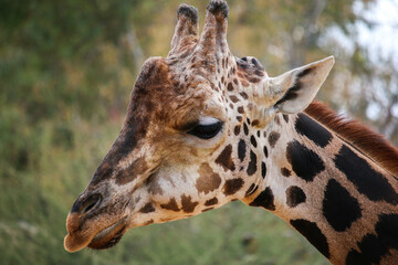 Close-up of the profile of an adult giraffe's face. 
