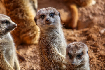 Group of meerkats standing on a sunny day