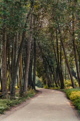 A paved path runs through a forest of tall pine trees. Sunlight filters through the trees and onto the path.