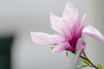 Magnolia pink flower with green tender leaves close-up on blurred light background. Big flower in spring, nature photography