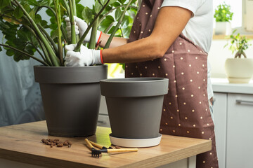 Young woman transplanting a houseplant into a new flower pot in a modern kitchen. Gardener in white gloves wearing apron and taking care of home plants.