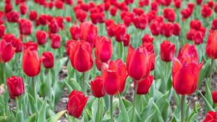 Red tulips with green leaves, flower bed close-up, spring bloom. Romantic botanical meadow foliage