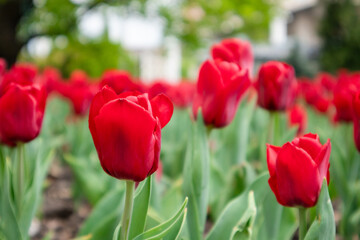 Red tulips flowers with green leaves, city park close-up, spring bloom with blurred background. Romantic fresh botanical meadow foliage