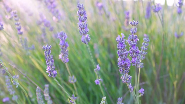 Fragrant purple lavender flowers swaying in the wind