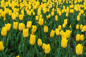 Obraz premium Yellow tulips with greenery, flowers field close-up with blurred background, spring blossom. Vibrant botanical meadow
