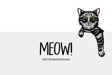 Vector Hand Drawm Striped Hiding Peeking Kitten. Tabby Kitten Head with Paws Up Peeking Over Blank White Placard, Poster, Card, Banner. Pet Kitten Curiously Peeking Behind White Background