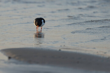 oystercatcher