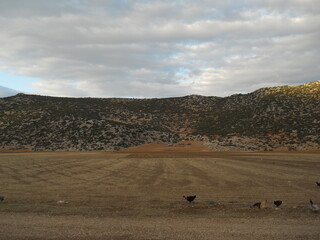 Obraz premium herd of sheep on pasture