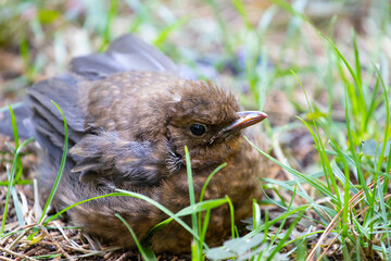 
Young Blackbird or Black Thrush chick, Turdus merula sitting in the grass
