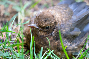  Young Blackbird or Black Thrush chick, Turdus merula sitting in the grass  © Maria