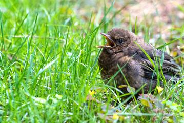 
Young Blackbird or Black Thrush chick, Turdus merula sitting in the grass
