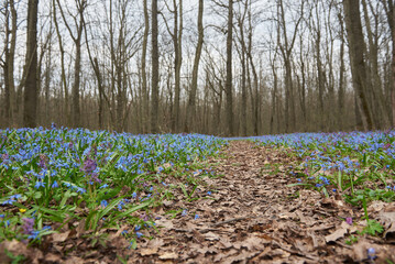 Spring forest with scilla flowers after winter in Russia - obrazy, fototapety, plakaty