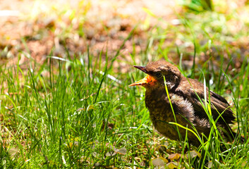 
Young Blackbird or Black Thrush chick, Turdus merula sitting in the grass
