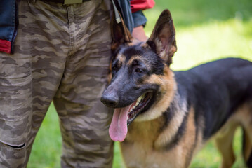Beautiful service german shepherd next to the owner
