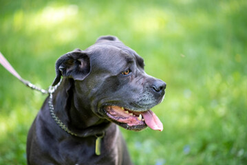 Cane Corso Close up on green grass background