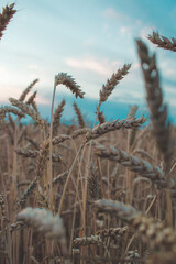 Fototapeta premium Wheat sprouts against the backdrop of sunset, close up view. Ukrainian fields with wheat, future grain
