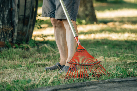 gardener picking or sweeping with rake