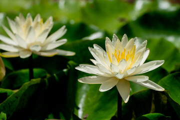 Ah, my little lotus and water lily flowers