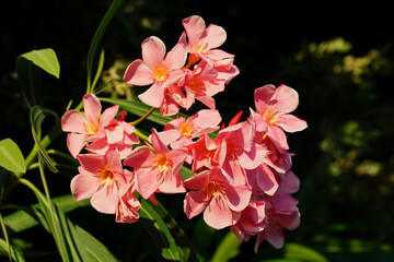Delicate light pink oleander flowers lit by the sun on summer day